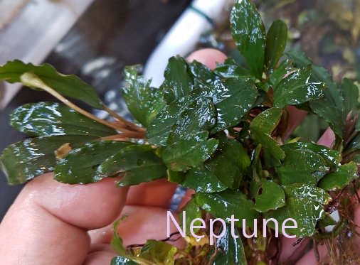 Feedonアクアリウム東京10/18.10/19新宿 on X: 