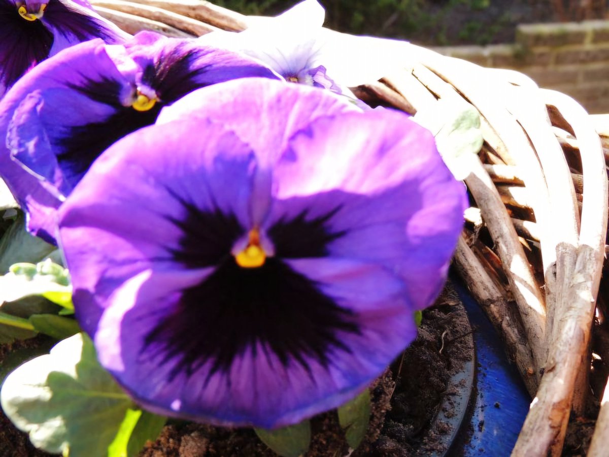 Kajee45Kajee's tweet image. Dag6   #Viooltjes voor #ElkeDagEenBloem. 
Een initiatief van 
@wbos54 🌷