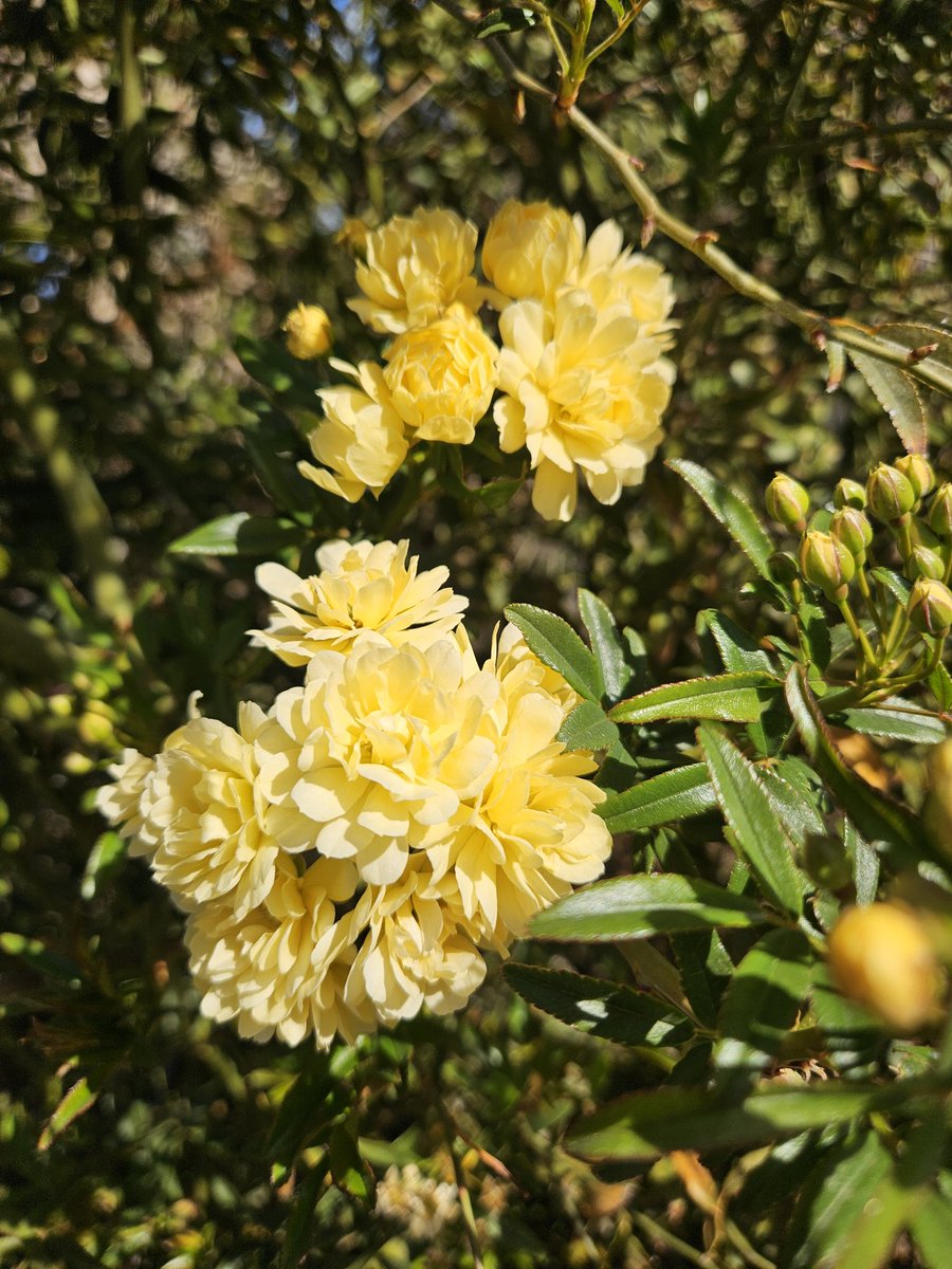 Lara Hamwey (@tucparksrecdir) on Twitter photo If you have been crazy busy like me, this is your reminder to stop and smell the roses. While our rose garden is currently closed to allow seasonal maintenance, there are certainly lots of blooming flowers out in parks to enjoy. <a href="/TucsonParksRec/">Tucson Parks and Rec</a> If you have been crazy busy like me, this is your reminder to stop and smell the roses. While our rose garden is currently closed to allow seasonal maintenance, there are certainly lots of blooming flowers out in parks to enjoy. <a href="/TucsonParksRec/">Tucson Parks and Rec</a>