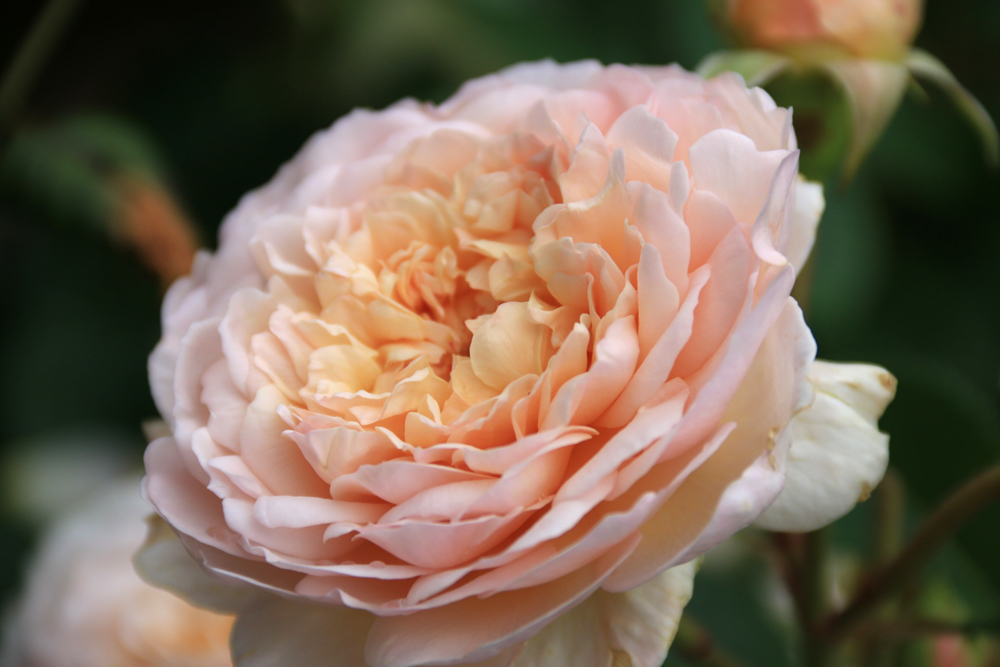 A rose for today. Emily Bronte. How gorgeous is this rose.  David Austin have sent the new stock and these intoxicating shrub roses are on the new beds.#davidaustinroses
#roses
#emilybrontë
#emilybronte
#WestYorkshire
#newenglishroses