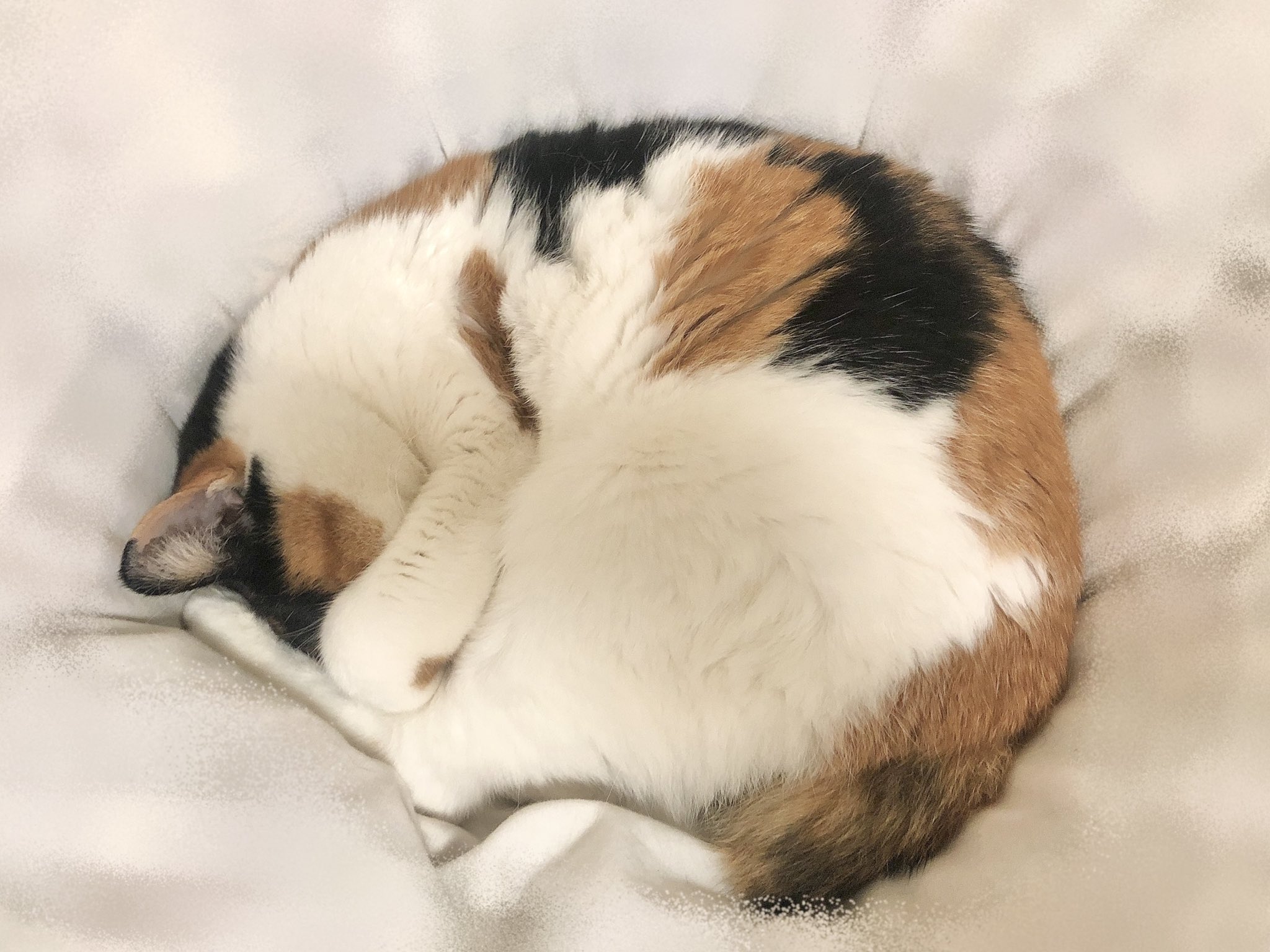 にゃんころもち (@sakura_nyancolo) / X