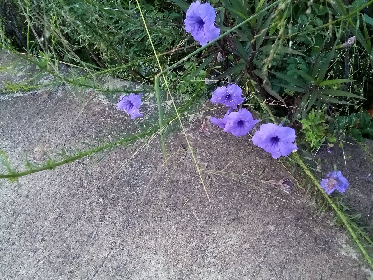 info4u2use's tweet image. Greetings from Frankie2socks.

I have suddenly acquired a few new followers.

So Thanx for this vote of confidence to both new and old followers.

My main focus is in #OnlineSearch and related #EEATvariables like #Trust #Expertise #Authority and #Experience 

#Frankie2Socks