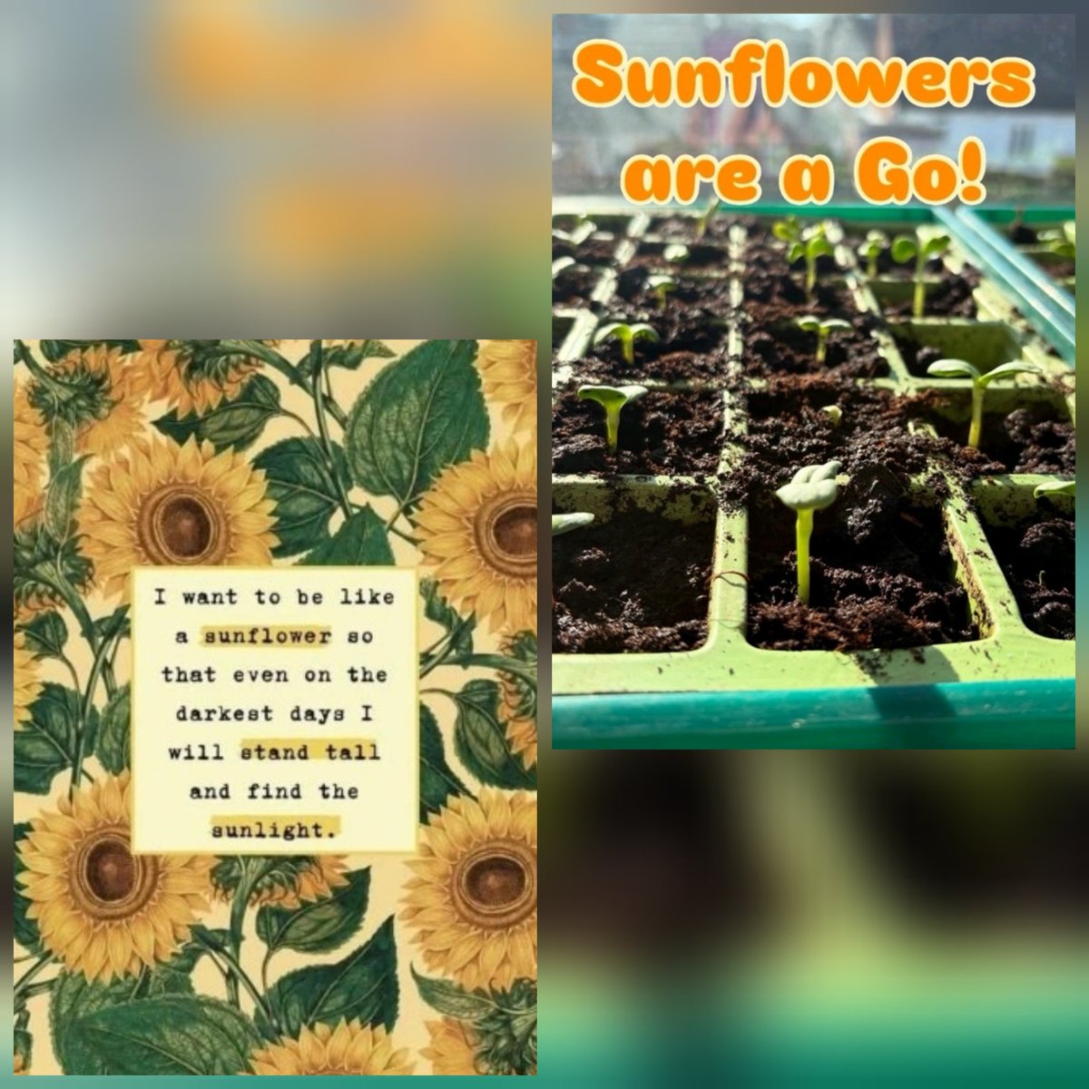 <a href="/AndreaChilds19/">Andrea Childs</a> 🌻🌻