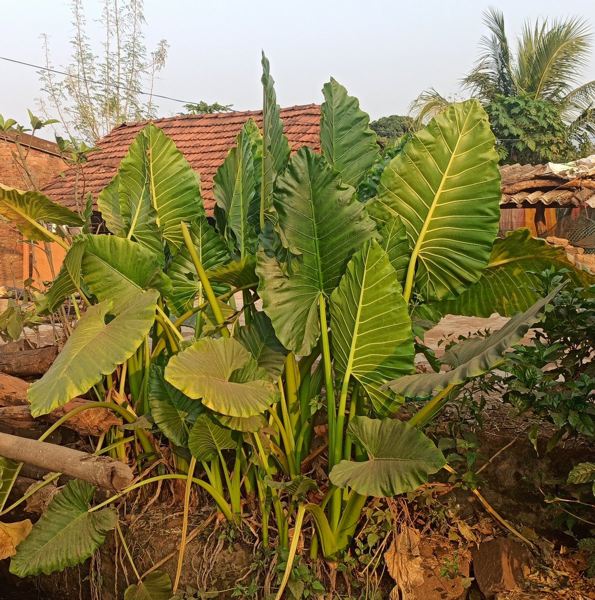 Integrated Farming Programme tweet media