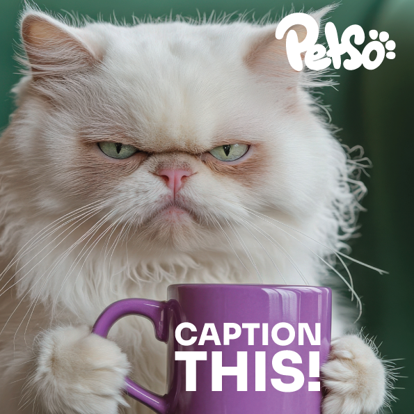 petso_io's tweet photo. βπΎ "Not today, hooman. Not before my coffee."
Drop your best caption for this grumpy coffee connoisseur in the comments! β¬οΈ
#CaptionThis #GrumpyCatVibes #MorningMood #PetsoApp #Petso https://t.co/6i9I6fwyL5