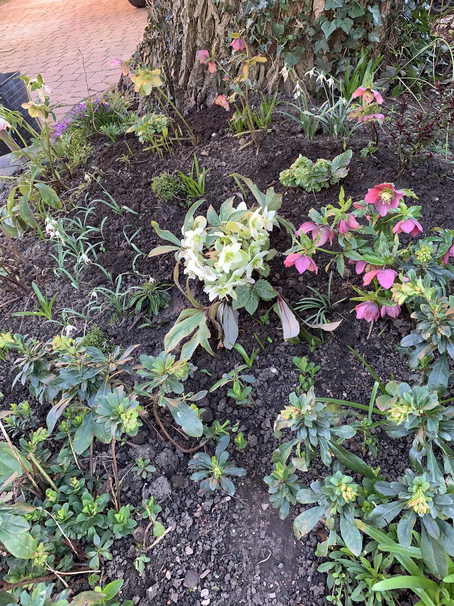 allotmentideas's tweet photo. Hellebores looking lovely with the crocus and euphorbia around the base our walnut tree 🌳 #GardeingX #allotment #ThursdayThoughts https://t.co/LsIwGpCxHV