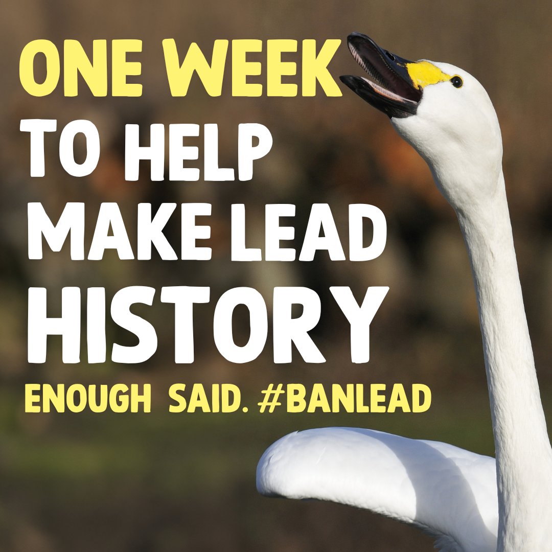 WWT (@wwtworldwide) on Twitter photo Thereās just one week left for <a href="/SteveReedMP/">Steve Reed MP</a> to make lead ammunition history.
We need him to know the public support a non-toxic future - will you join us in telling him to #BanLead once and for all?
š act.wwt.org.uk/page/160992/ac⦠Thereās just one week left for <a href="/SteveReedMP/">Steve Reed MP</a> to make lead ammunition history.
We need him to know the public support a non-toxic future - will you join us in telling him to #BanLead once and for all?
š act.wwt.org.uk/page/160992/acā¦