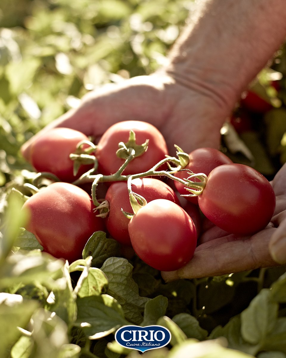 Dalla scelta delle migliori sementi e dei terreni più vocati alla lavorazione entro 24 ore dalla raccolta, dall'utilizzo di tecniche agronomiche all'avanguardia ai controlli lungo tutta la filiera: con passione e cura. #Cirio