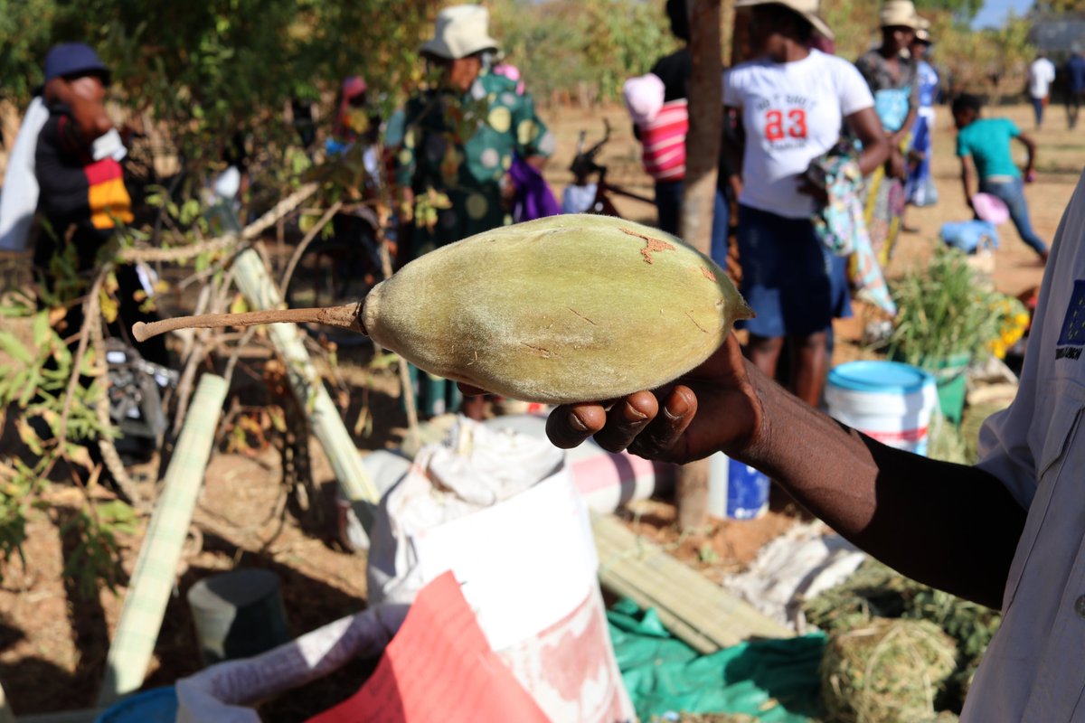 The baobab fruit holds significant importance within the African continent.