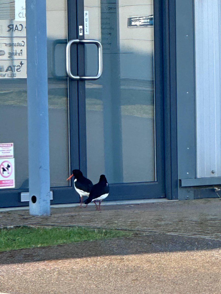 DancingInTheStreet tweet media