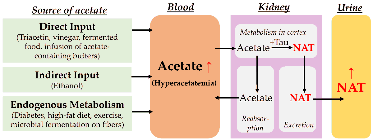 MetabolitesMDPI's tweet photo. N-#acetyltaurine (NAT), an endogenous #metabolite from the reaction between #taurine and #acetic #acid, was recently identified as a negative regulator of #food #intake and #body #weight gain (https://t.co/TmfZWBpW6w).
Fully available here ๐https://t.co/lKicn9pGmM https://t.co/CaiWvXCsIk