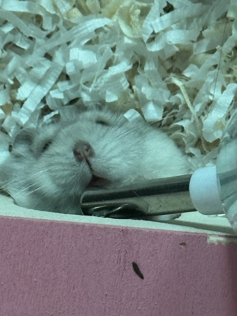 김현 (@kimhyun_0v0) on Twitter photo 