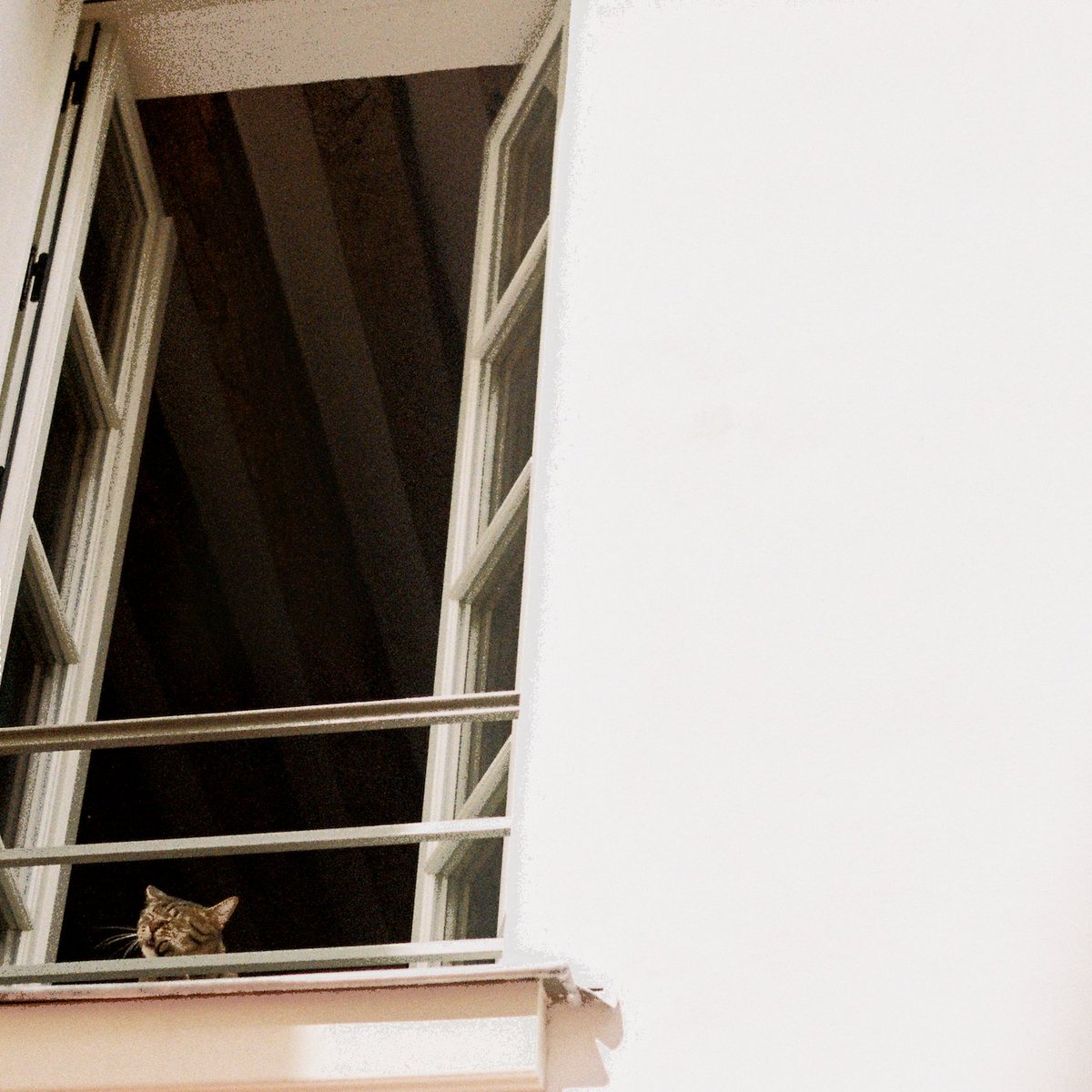 we’re excited to announce our second album, Something Soft, will be released on 16th May 2025 through the good people at <a href="/mergerecords/">Merge Records</a>  and <a href="/tullecollective/">TULLE</a>.

you can pre-order your copy here now: linktr.ee/mhaol

yes the cover is a cat. yes there’s a song about a dog.