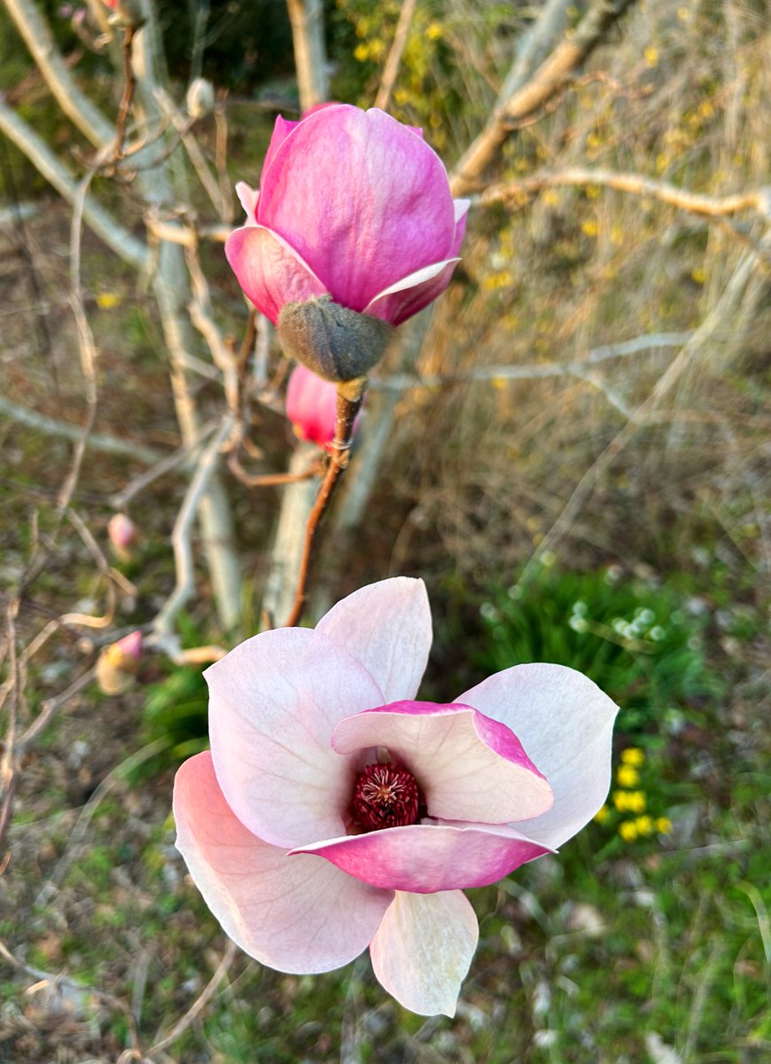It’s tulip #Magnolia time in my garden 💘

#Flowers #Gardening #Plants #FlowerReport #GardeningFeed #Spring