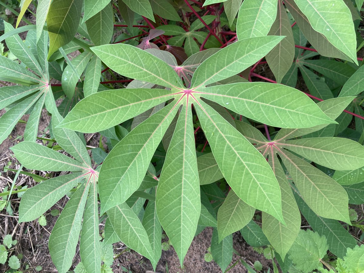 BIO4Africa (@bio4africa) on Twitter photo 🍀More <a href="/Bio4Africa/">BIO4Africa</a> research is finding its way into leading international journals🎓Our latest published paper gives a missing overview on the potential of #cassava peelings as soil improvers👉bit.ly/4ad4muL
<a href="/inphbpolytech/">INP-HB</a> <a href="/MTU_ie/">Munster Technological University</a> <a href="/Cirad/">Cirad</a> <a href="/afaasinfo/">African Forum For Agricultural Advisory Services.</a> @celignis <a href="/ihedelft/">IHE Delft 💧 Institute for Water Education</a> 🍀More <a href="/Bio4Africa/">BIO4Africa</a> research is finding its way into leading international journals🎓Our latest published paper gives a missing overview on the potential of #cassava peelings as soil improvers👉bit.ly/4ad4muL
<a href="/inphbpolytech/">INP-HB</a> <a href="/MTU_ie/">Munster Technological University</a> <a href="/Cirad/">Cirad</a> <a href="/afaasinfo/">African Forum For Agricultural Advisory Services.</a> @celignis <a href="/ihedelft/">IHE Delft 💧 Institute for Water Education</a>
