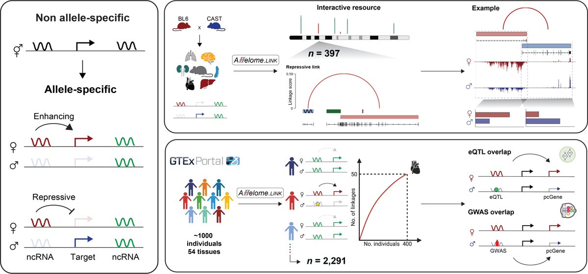 Daniel Andergassen (@dandergassen) on Twitter photo I am super proud to share the first Andergassen Lab preprint! Here, we introduce a new framework to decode the non-coding genome, led by the outstanding work of <a href="/HasenbeinT/">Tim Hasenbein</a> and co-authors <a href="/sarahhoelzl/">Sarah Hoelzl</a>, Stefan Engelhardt <a href="/TU_Muenchen/">TU München</a> <a href="/dfg_public/">DFG public | @dfg_public@wisskomm.social</a> <a href="/trr267/">Non-coding RNA in the cardiovascular system</a> 👇🧵 I am super proud to share the first Andergassen Lab preprint! Here, we introduce a new framework to decode the non-coding genome, led by the outstanding work of <a href="/HasenbeinT/">Tim Hasenbein</a> and co-authors <a href="/sarahhoelzl/">Sarah Hoelzl</a>, Stefan Engelhardt <a href="/TU_Muenchen/">TU München</a> <a href="/dfg_public/">DFG public | @dfg_public@wisskomm.social</a> <a href="/trr267/">Non-coding RNA in the cardiovascular system</a> 👇🧵