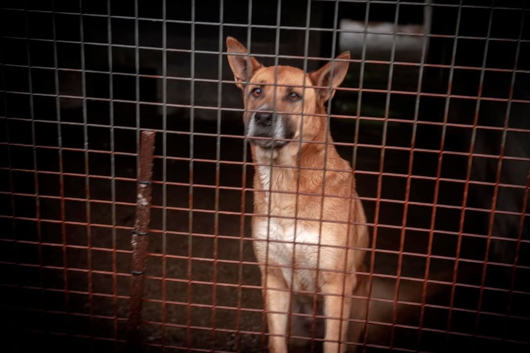 Alguien le da una oportunidad a la pobre Maggui?
Lleva cuatro largos años en la perrera, en las frías perreras gallegas, comiendo huesos de pollo crudo y sin ninguna esperanza porque no es un cachorro, se ha hecho mayor allí  sin una caricia, sin esperanza de salir viva, con esos