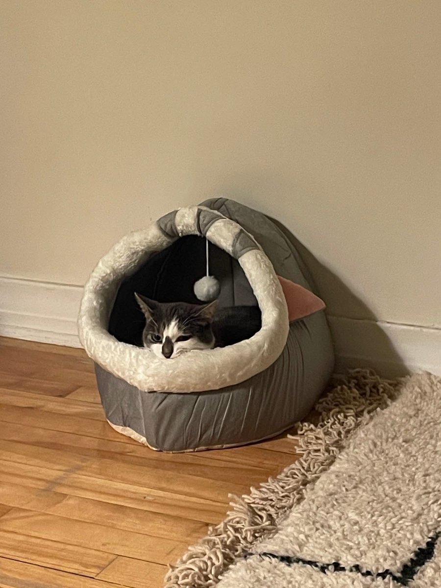 Nami is enjoying all the perks of her new home - especially the cat tree!