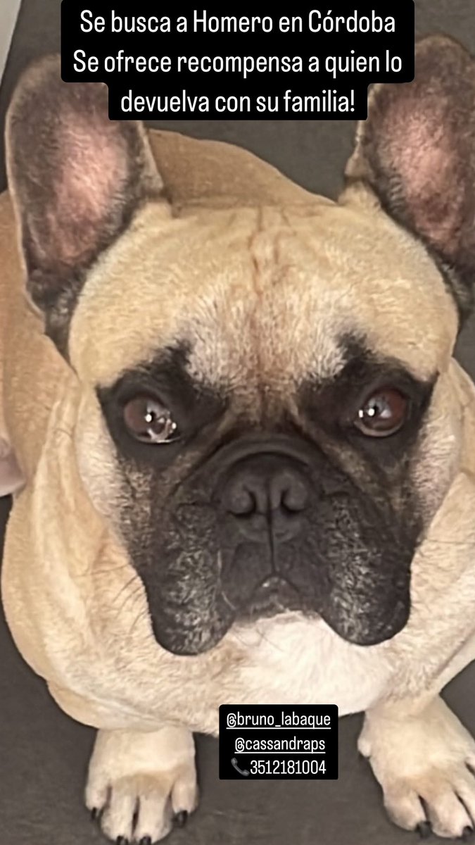 Se busca a Homero en Córdoba capital. Hay recompensa para quien lo devuelva con su familia.
<a href="/brunolabaque/">bruno labaque</a> 3512181004