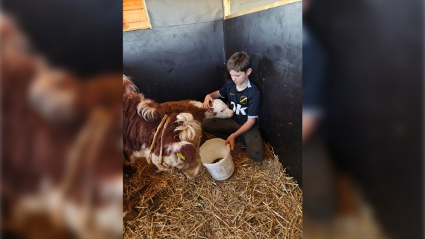 Bijzondere Hereford-kalfjes geboren in Rijsbergen -  internetbode.nl/zundert/l/4415…