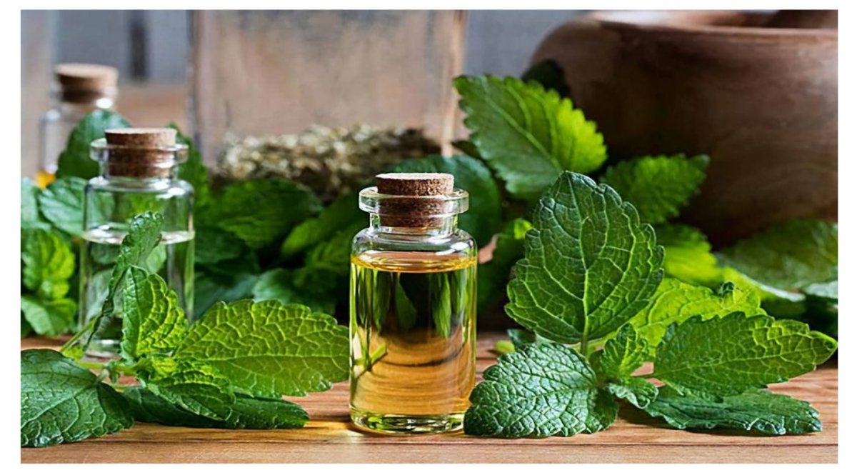 Surprising Benefits of Perilla Leaves in Skincare

Perilla leaves are rich in vitamins and minerals such as iron, calcium, magnesium, and vitamins A and C. These nutrients help nourish the skin and provide excellent sun protection. Perilla leaves also help shield the skin from
