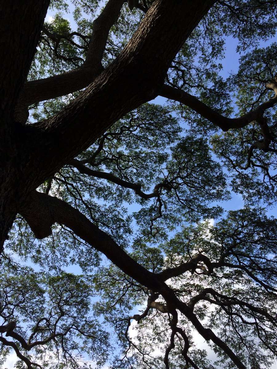 MuseMaki's tweet image. Crown Shyness というらしい。