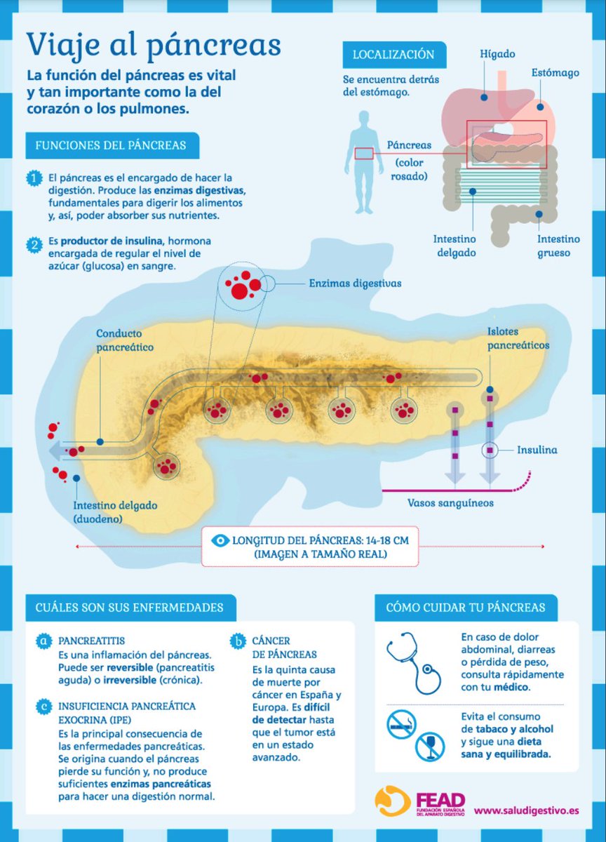 sepdigestiva's tweet image. Viaje al páncreas #Salud 👇 La función del páncreas es vital y tan importante como la del corazón o los pulmones. #Infografía @sepdigestiva @saludigestivo