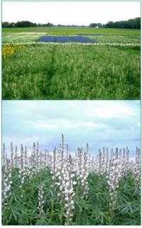Lupins are protein-rich legumes that fix nitrogen naturally, but in new growing areas or fields where they aren’t frequently cultivated, the right rhizobium bacteria might be missing. The solution? Seed inoculation!
Read more: cropdiva.eu/sites/default/…
#H2020
#H2020Cropdiva
