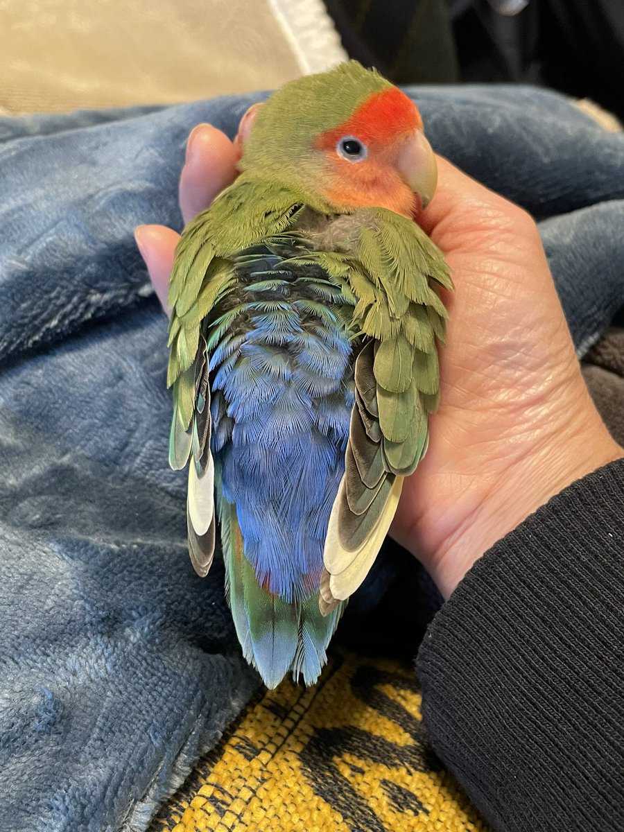 今日もかわいいかわいいと叫びながらごんを吸った。ひいろはまだ吸わせてくれないけど手を差し出せばとんって乗ってくれるそのタイミングでかわいい！と叫んでしまう。叫ぼうと思ってないのに口から出てしまう。