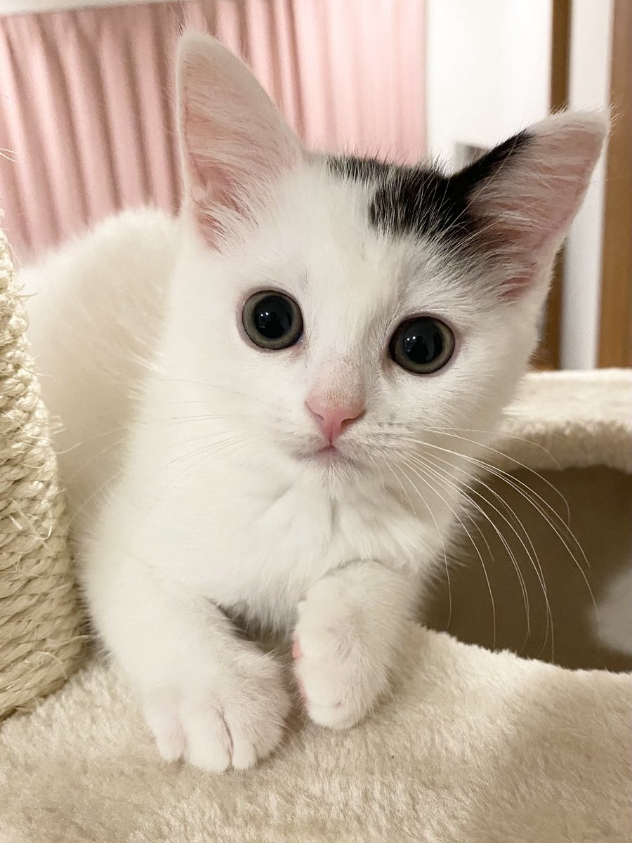 takeru0321neko's tweet image. 生後3ヶ月