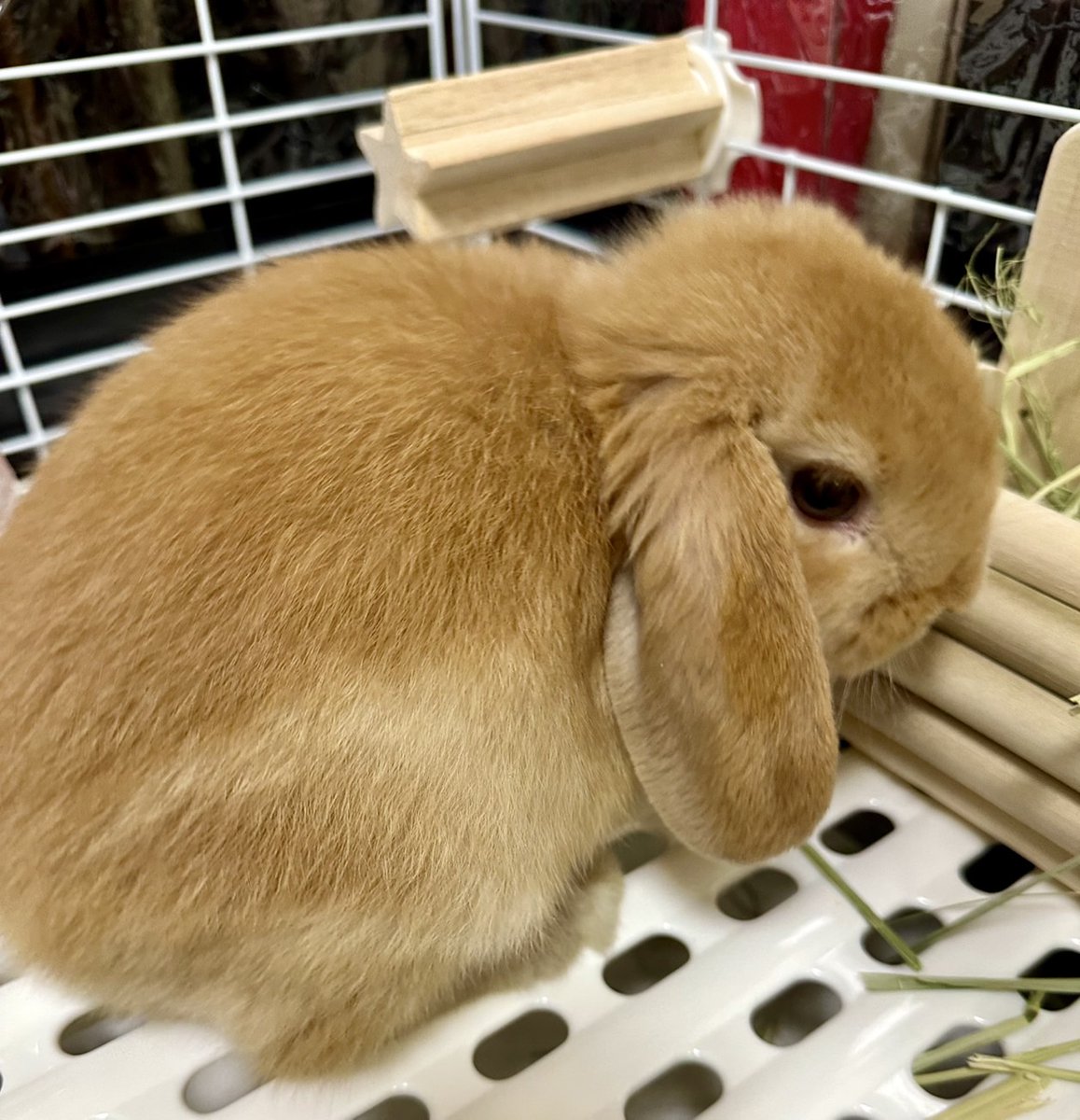 cyami211's tweet photo. 今日我が家にうさぎさんが来ました！🐰
ロップイヤーのオレンジ毛の女の子で名前はゆずきちゃん！✨️

今日から宜しくね！ゆずきちゃん！(*´ω｀*) https://t.co/UjFGq9s50w