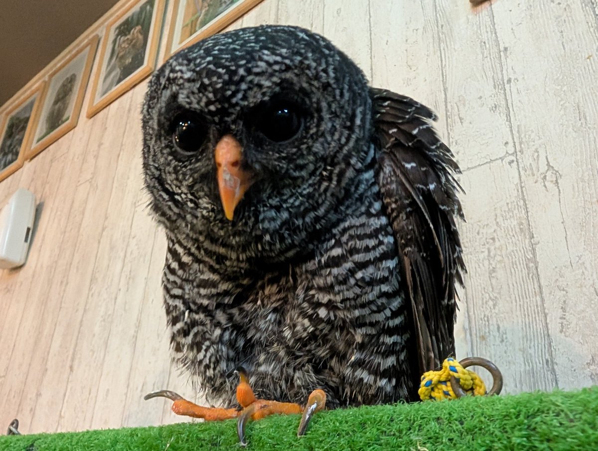 【土日祝 営業時間変更のお知らせ】

3/8(土)より、土日祝日の営業時間が11時～18時(最終入店17時30分)までに変更となります！
ぜひ午前中からゆっくりと動物さん達とふれあいにいらして下さい😊
皆様のご来店お待ちしております🥰