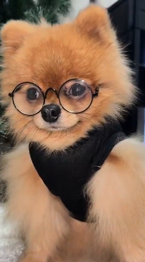 ArtchiTheSpitz's tweet photo. He's distinguished Gentle- $ARTCHI 🤠😌

https://t.co/0o3pNGGiv3

CA: 98Jt4khJxUFRFruXpFUZTxH4o3HgNNRPWjejwrgMpump https://t.co/q86oBqEERB