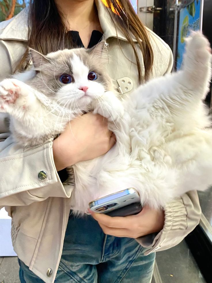 smallcutekitten's tweet image. 