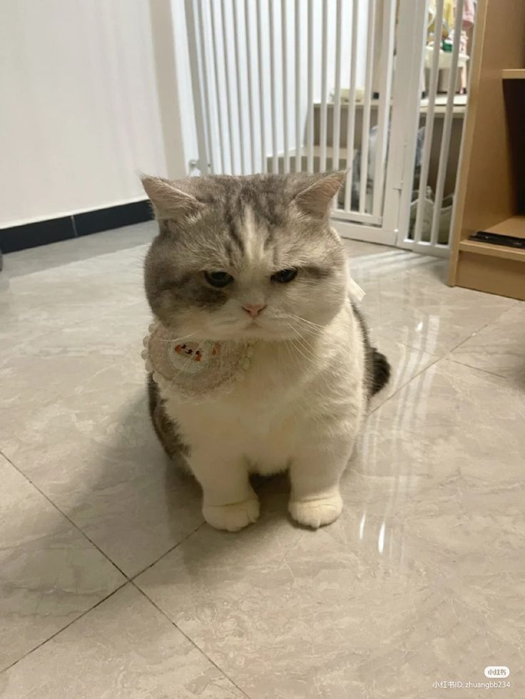 smallcutekitten's tweet image. 