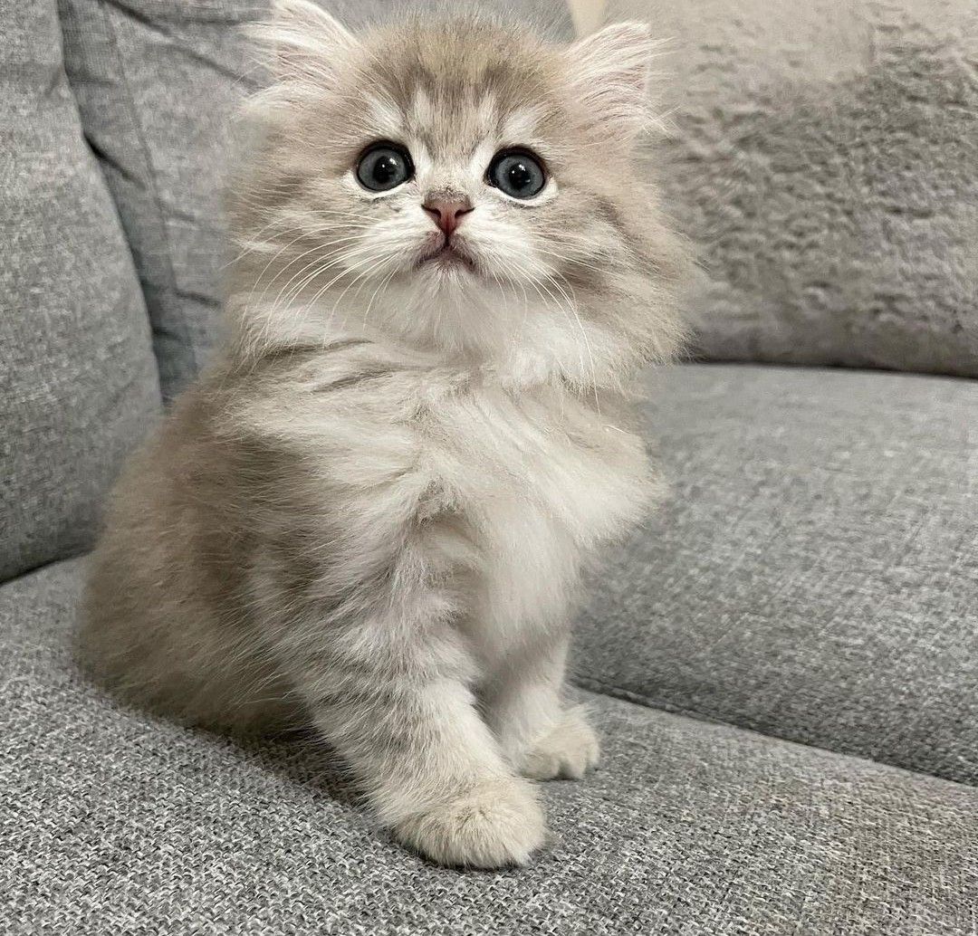 smallcutekitten's tweet image. 