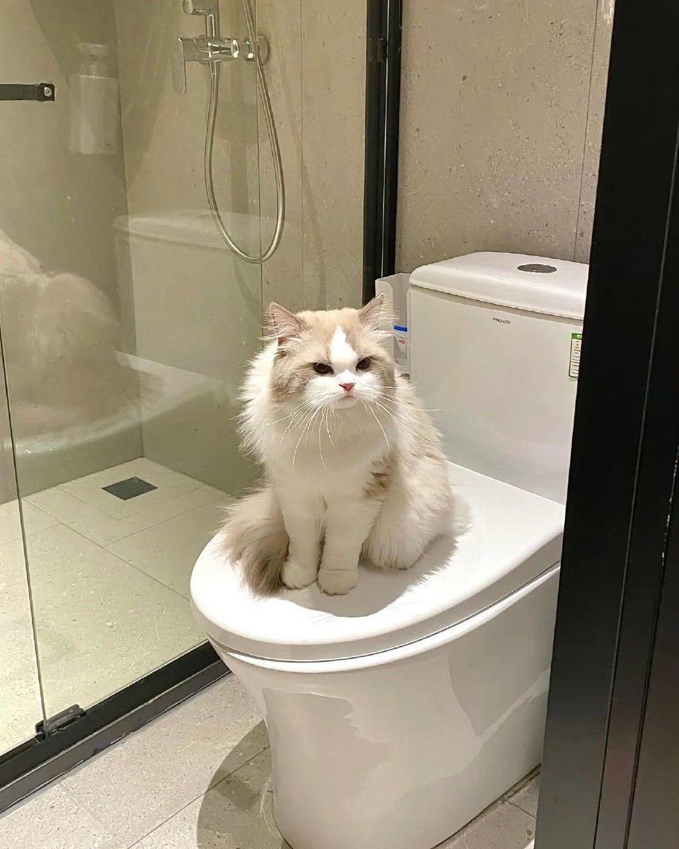 smallcutekitten's tweet image. 