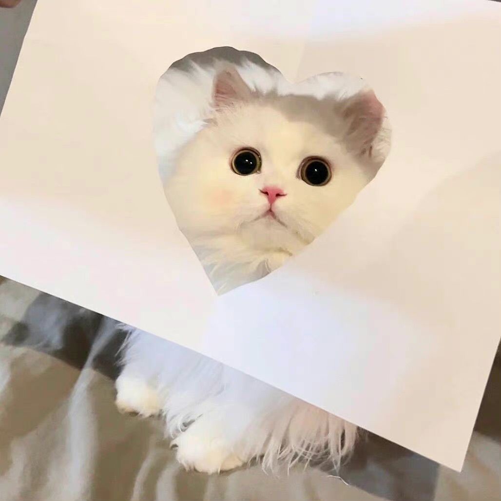 smallcutekitten's tweet image. 