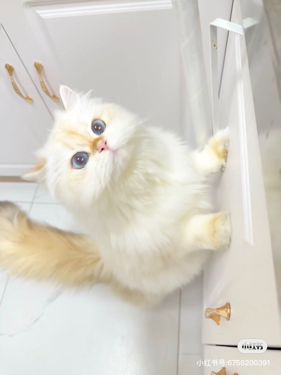 smallcutekitten's tweet image. 