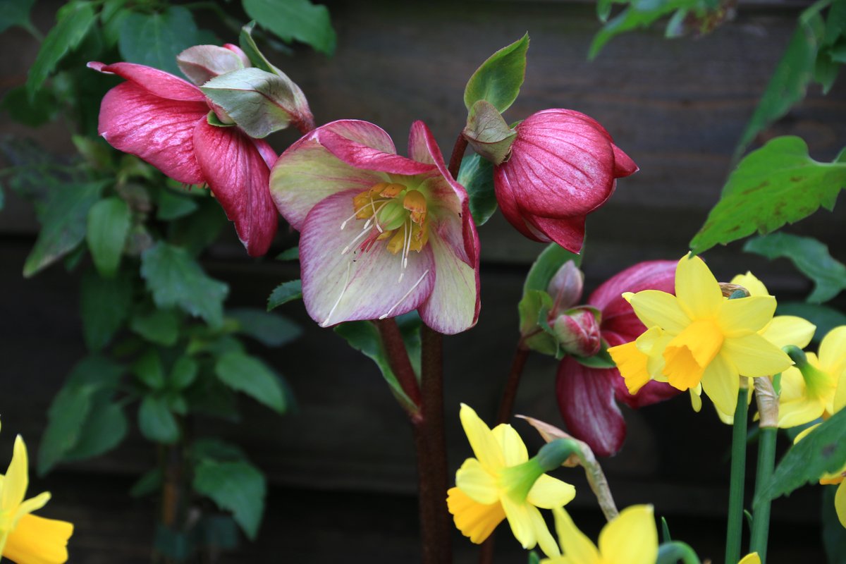 Spring Colour Launch, come and see our new ranges for the Spring Season garden. Free to book on our website.

#springgarden
#gardenschool
#freeevent