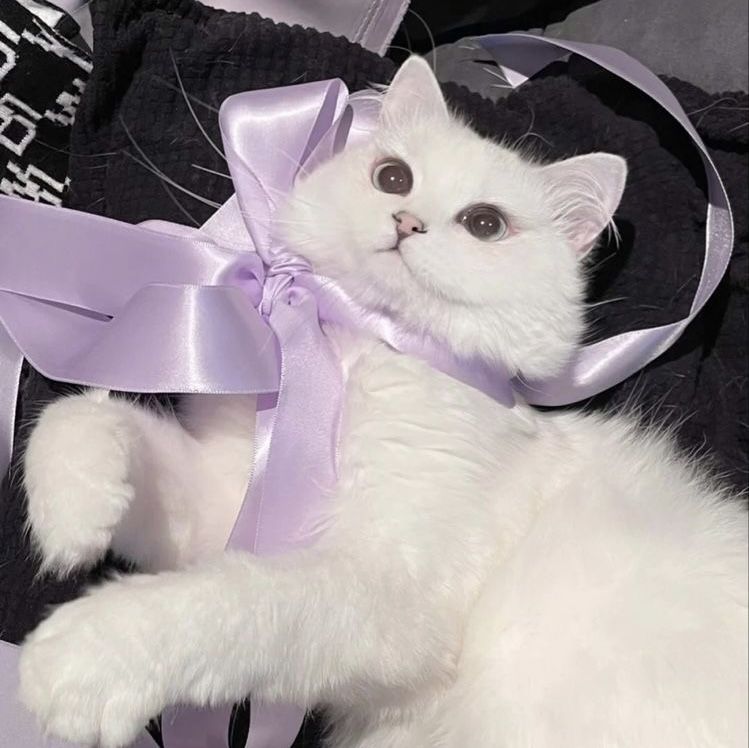 smallcutekitten's tweet image. 