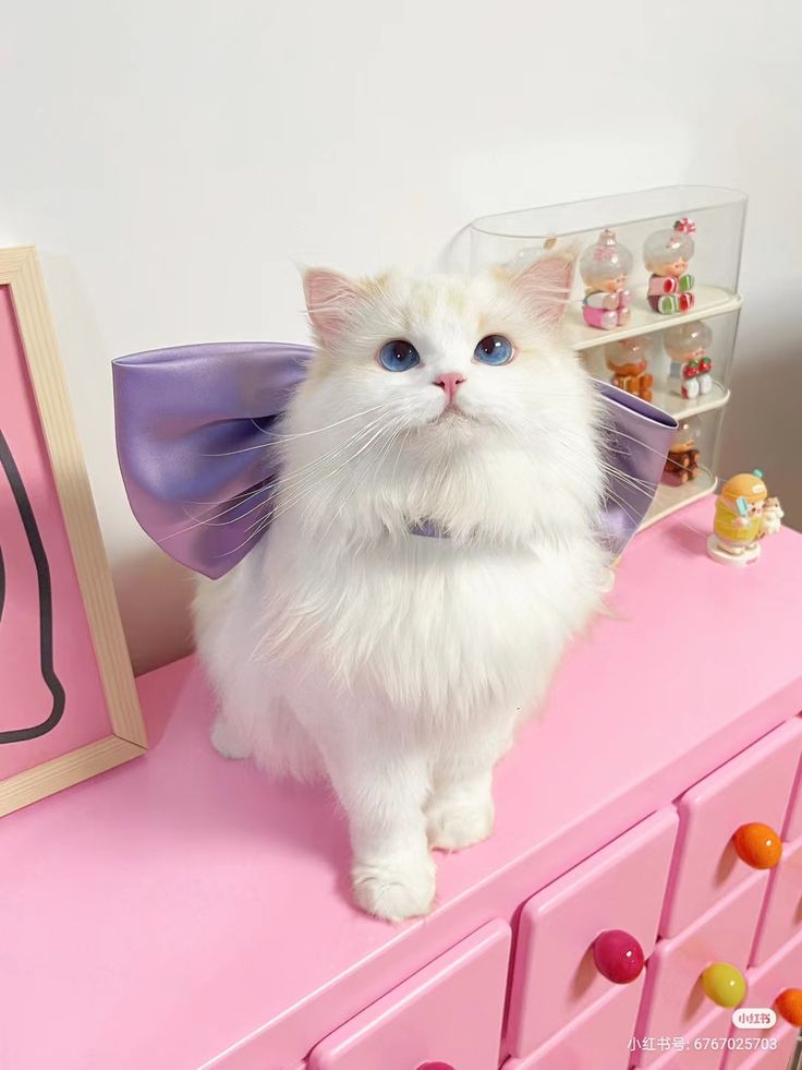 smallcutekitten's tweet image. 