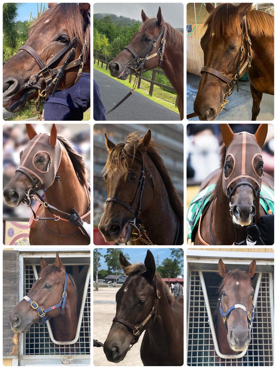 Levezza_Don's tweet image. 【ドンちゃんエピソード🐴】
1:落札後、オーナーにドンフランキーと名付けられる
2:たまたま居合わせた謙一君がゲート試験をやる
3:ゲート試験で馬体重が20kg増える
4:カイバは通常の2.5倍
5:足が短い人は乗れない…