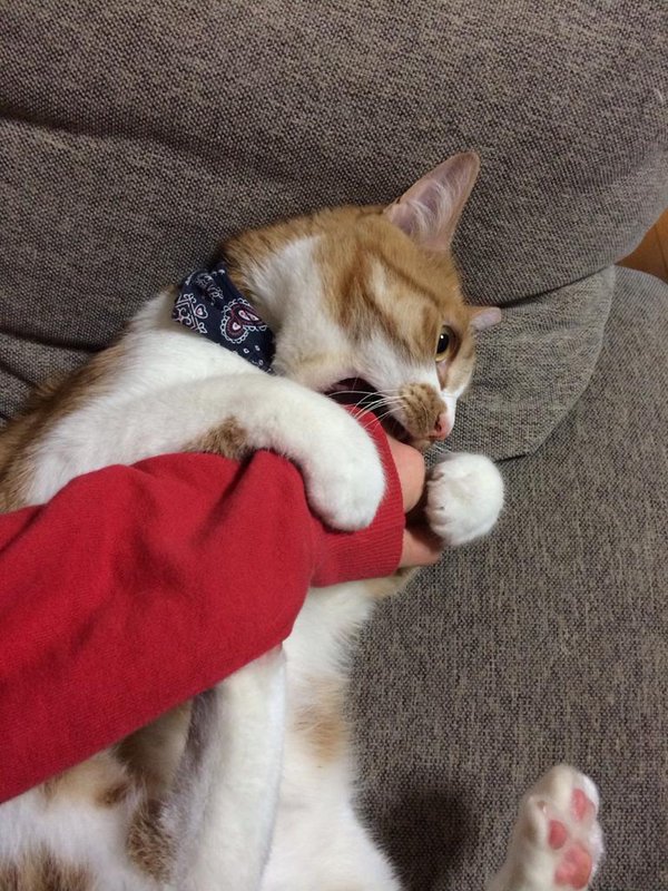 hyakukabuneko's tweet image. Telepathy is the anatomy of the mind.

百株ねこ
＃telepathy #generatedAI