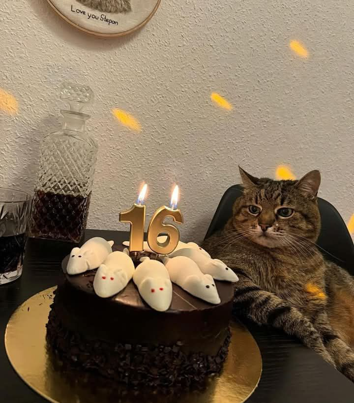 TranslatedCats's tweet image. Cat Stepan turned 16 yesterday. He still looks young.