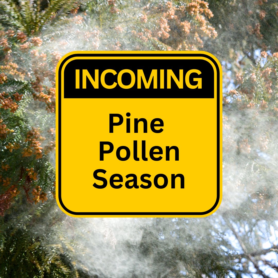 Get ready! Our experts predict the pine #pollen season to begin this week! Peak pollen outputs are expected ~early April with pollen counts dropping in the weeks following.
Learn how we calculate these predictions with our recently updated publication.
content.ces.ncsu.edu/predicting-the…