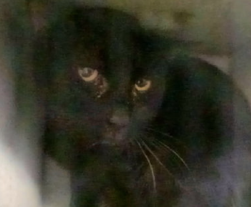 JLthekid9999's tweet image. 🆘🆘 SHADOW, 3 YO,  MALE–  IN MANHATTAN ACC - came into the shelter as an owner surrender owner surrender on 2/23/2025, with the surrender reason stated as person circumstance- hoarding situation.  🆘🆘 😿 😿 😿 😿

➡️TBD 3/8/25

➡️ TOO LOW ON PLEDGES TO STIMULATE RESCUE INTEREST…