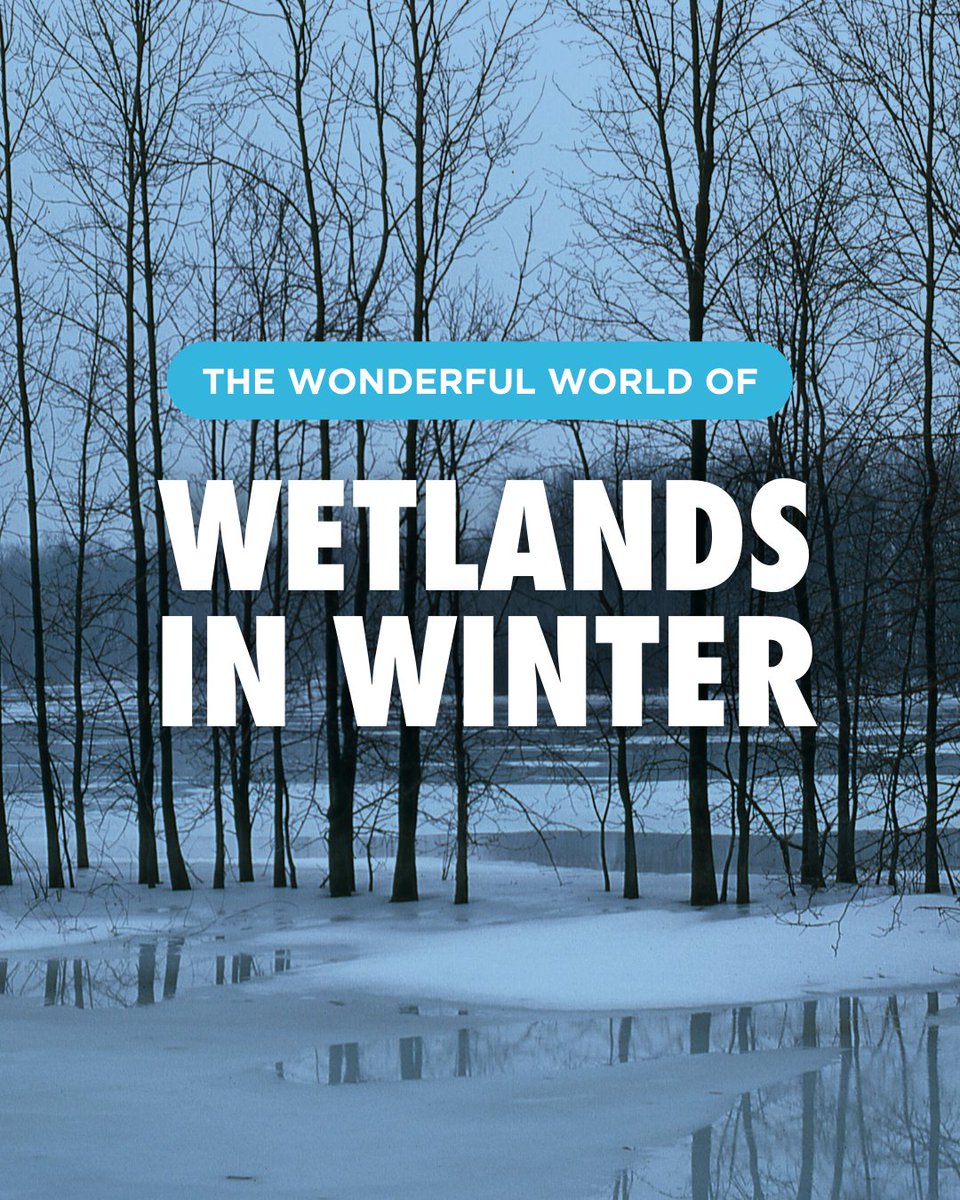 envirodefence's tweet image. Winter wetlands may look frozen and lifeless, but they’re hard at work! ❄️🌿 They prevent floods, clean water, and shelter wildlife. 🐸💧But we’re losing them fast—over 72% are already gone in Southern Ontario. We need to protect what’s left! Learn more: bit.ly/4bqH4E5