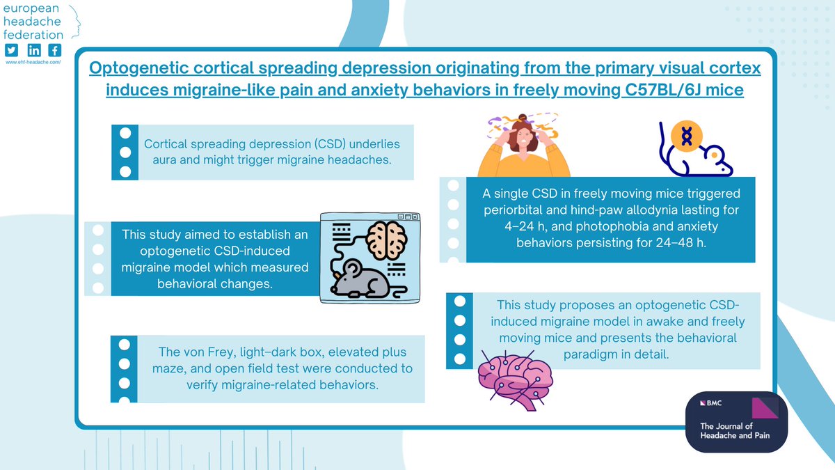EHF_Official's tweet image. A novel optogenetic model of cortical spreading depression has been developed in awake, freely moving mice. Induction of CSD resulted in allodynia, photophobia, and anxiety-like behaviors, persisting up to 48 hours and alleviated by sumatriptan Read here: doi.org/10.1186/s10194…