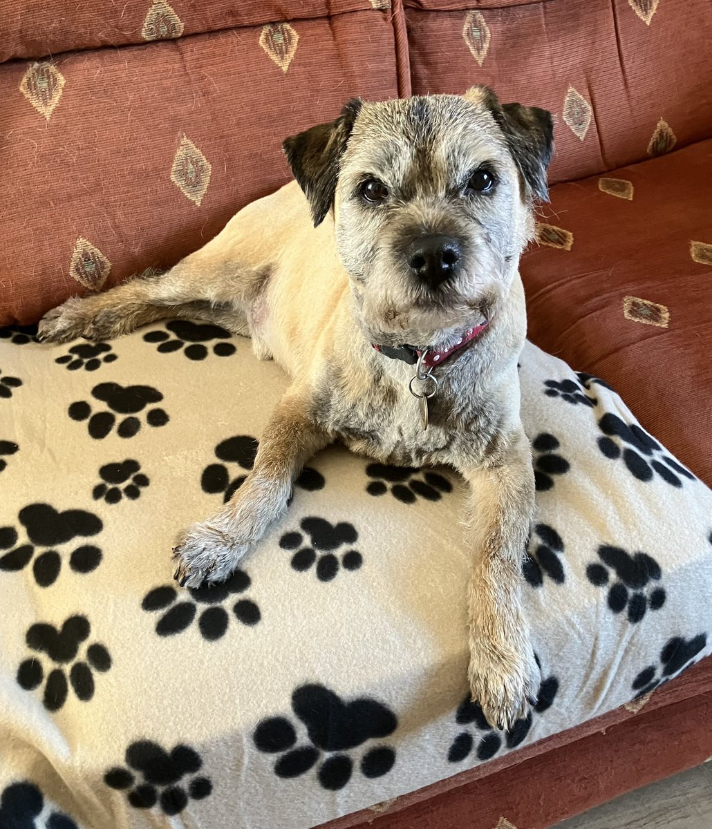 I’ve had my fur pinched today, don’t feel too bad as it’s actually 15°C here today. Apparently I smell nice - not too sure about that!